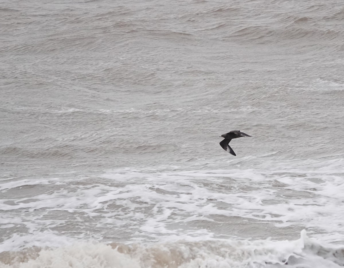 Parasitic Jaeger - ML644083743