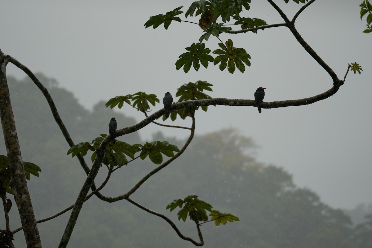 White-fronted Nunbird - ML644083745