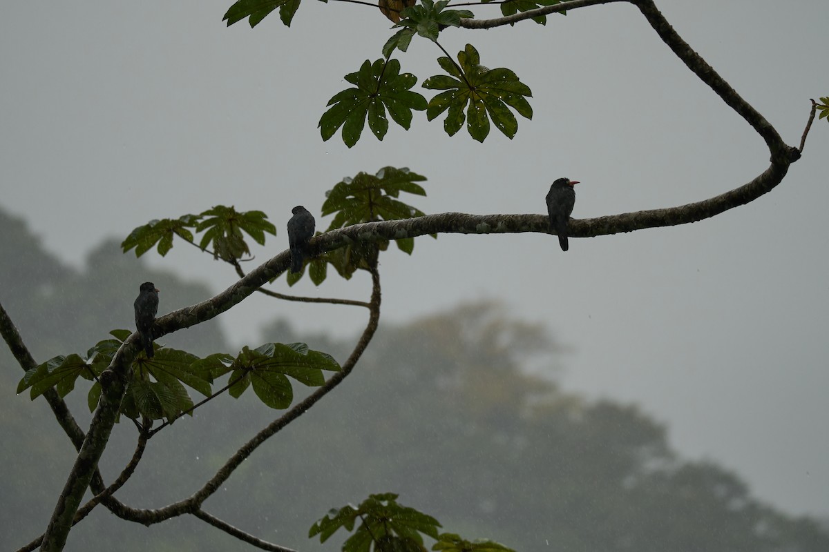 White-fronted Nunbird - ML644083746
