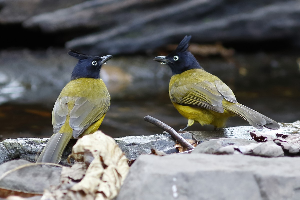 Black-crested Bulbul - ML644083762