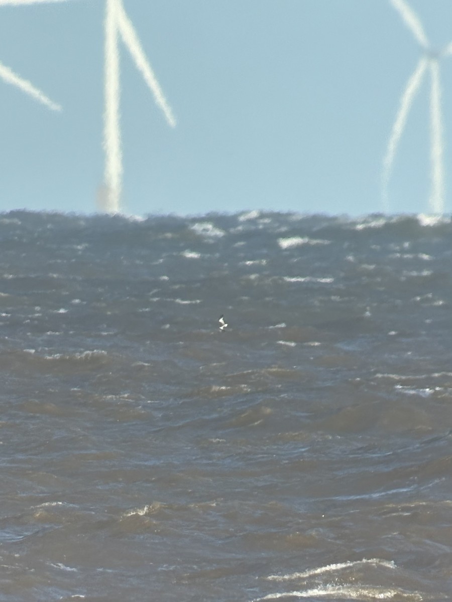 Sabine's Gull - ML644083796
