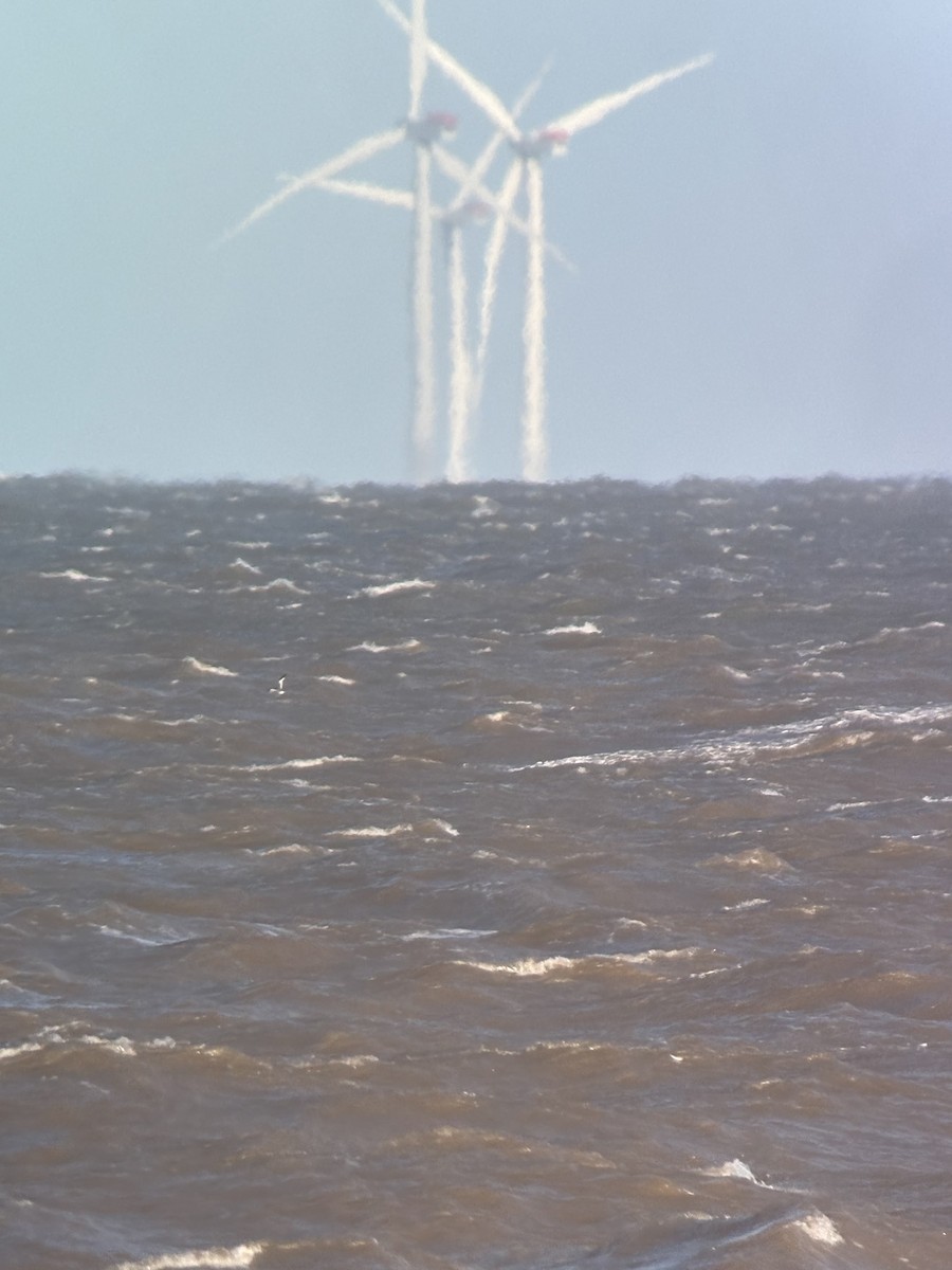 Sabine's Gull - ML644083797