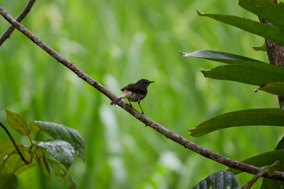 Buff-rumped Warbler - ML644083820
