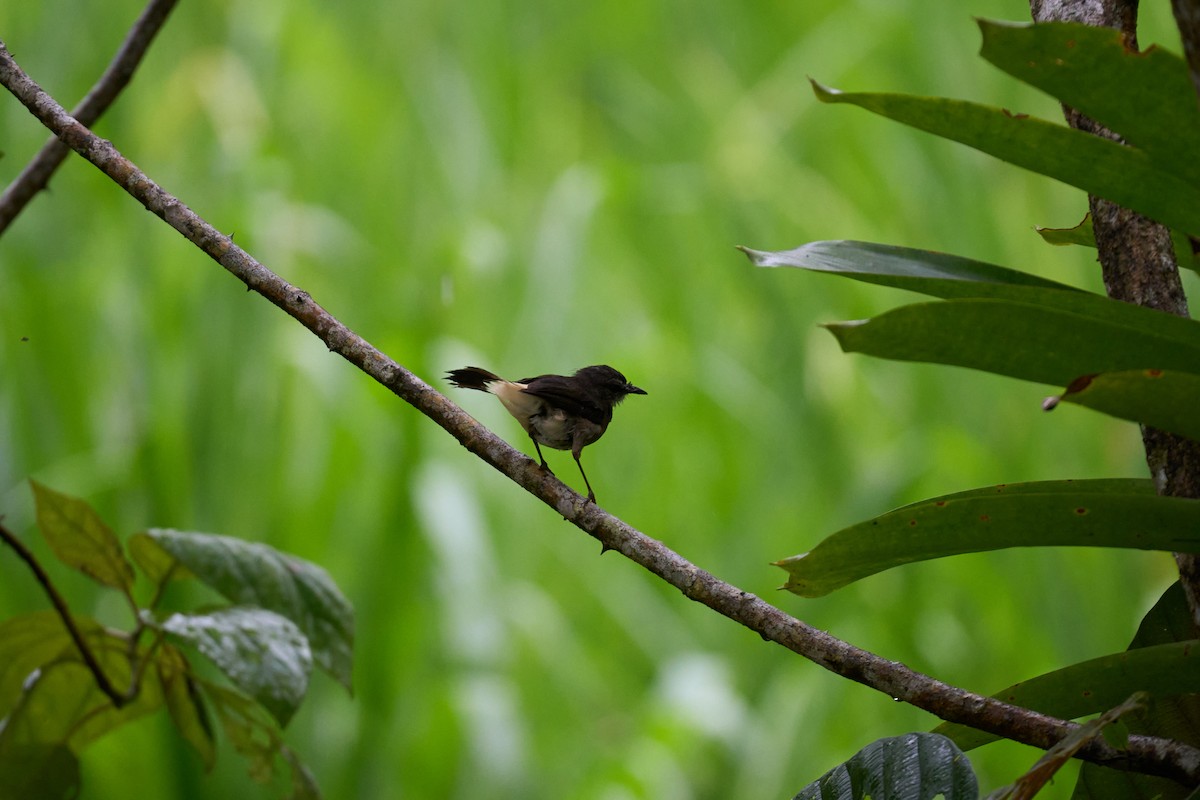 Buff-rumped Warbler - ML644083821