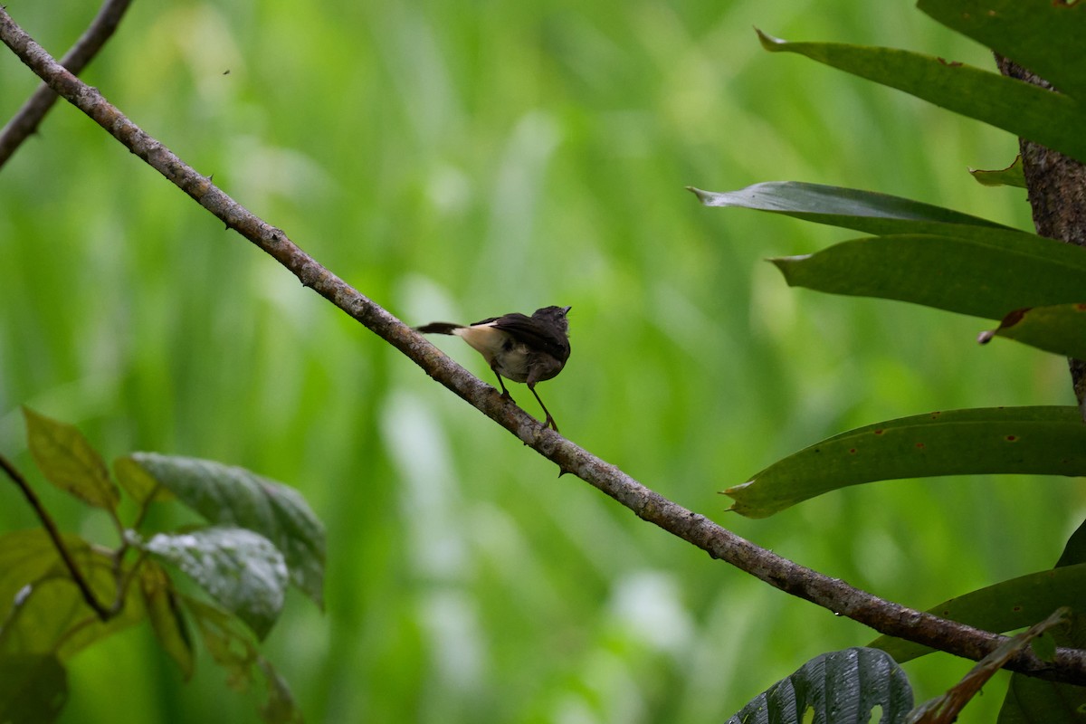 Buff-rumped Warbler - ML644083822