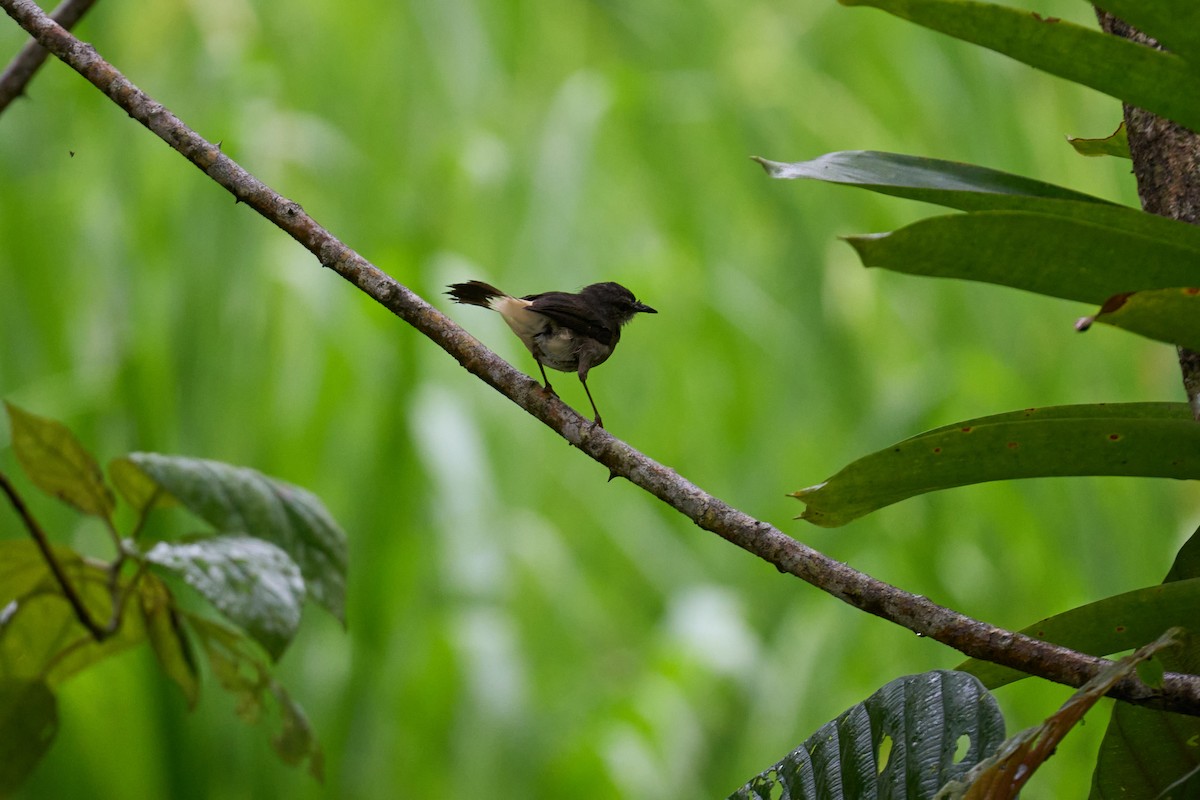 Buff-rumped Warbler - ML644083823