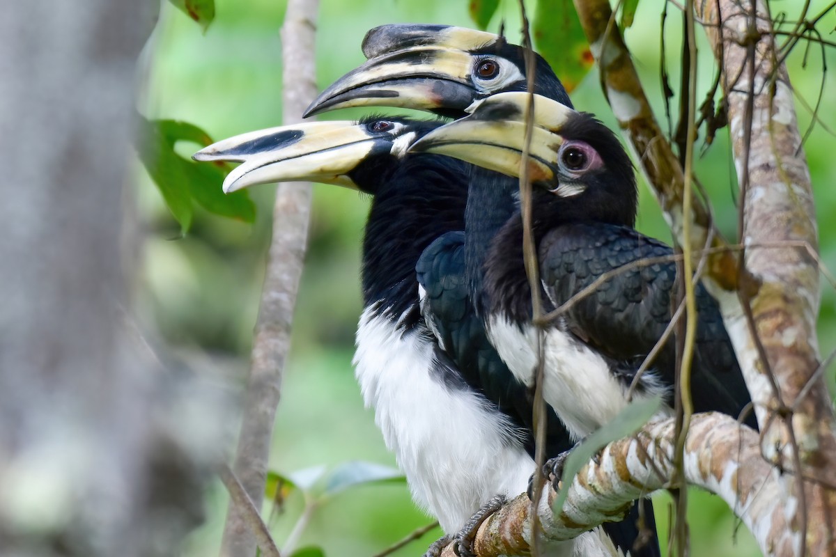 Oriental Pied-Hornbill - ML644083836