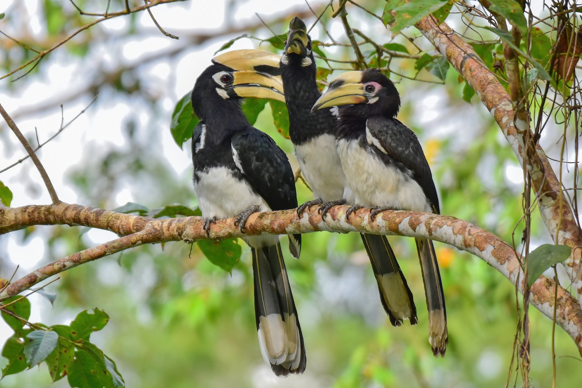 Oriental Pied-Hornbill - ML644083837