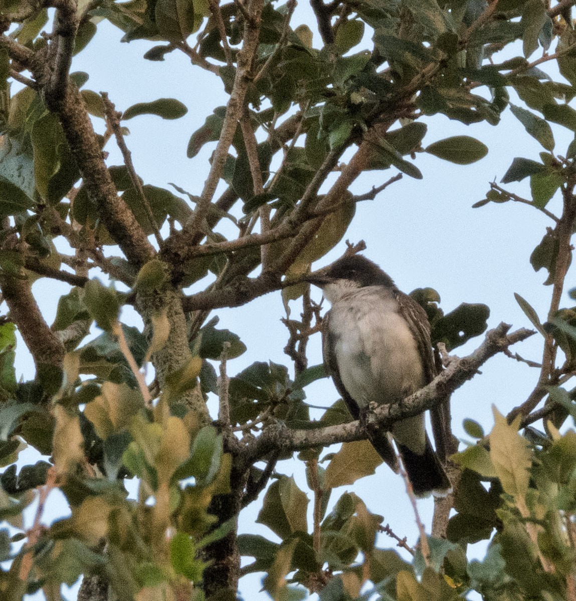 Eastern Kingbird - ML644083851