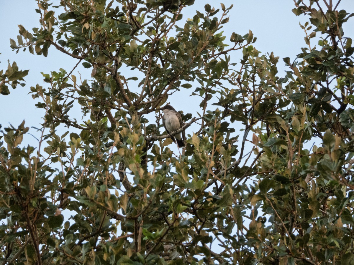 Eastern Kingbird - ML644083852