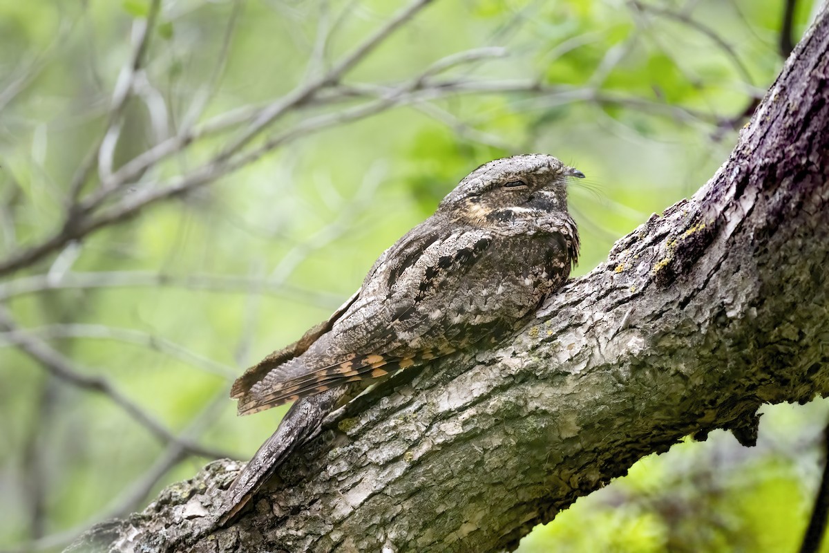 ホイップアーウィルヨタカ - ML644083857