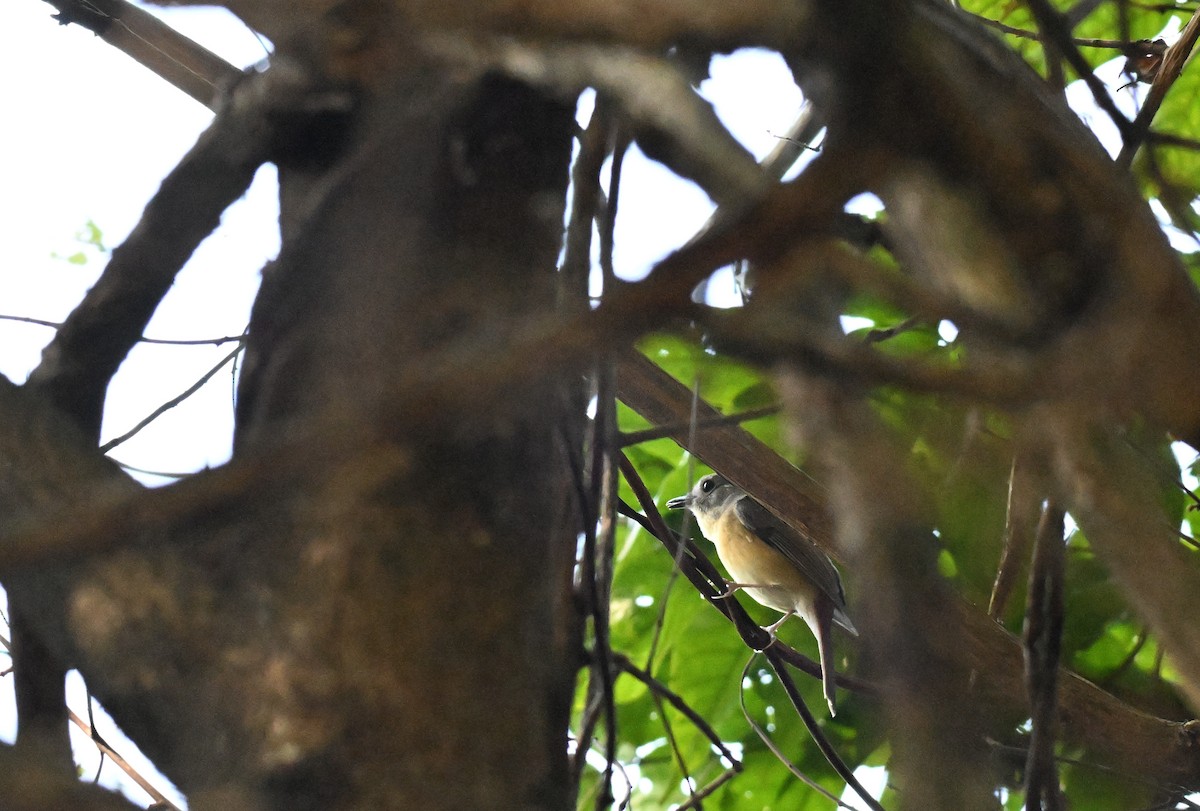 Pale-chinned Flycatcher - ML644083868