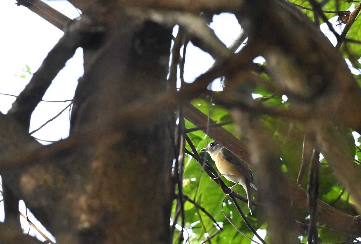 Pale-chinned Flycatcher - ML644083869