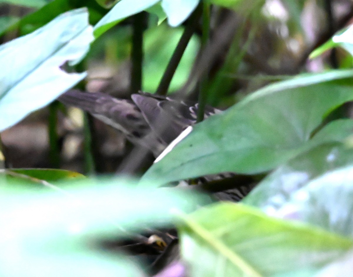 Lanceolated Warbler - ML644083876