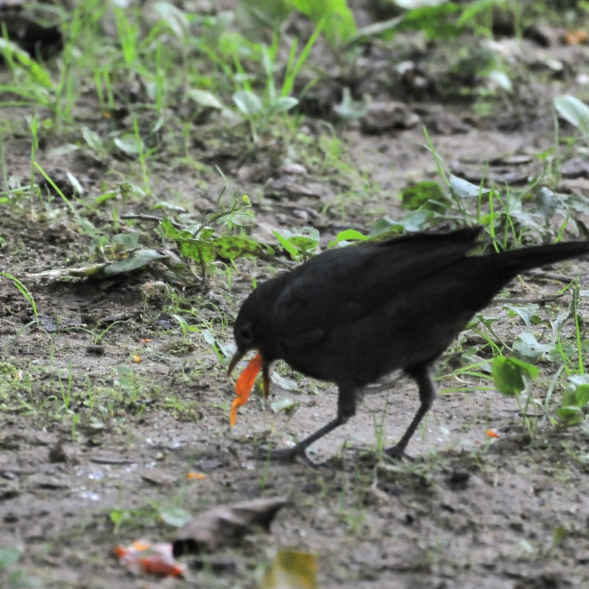 mandarintrost - ML644083877