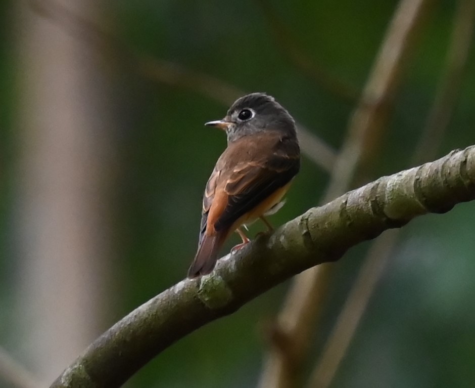 Ferruginous Flycatcher - ML644083883