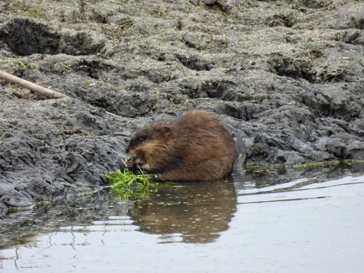 Muskrat - ML644083884