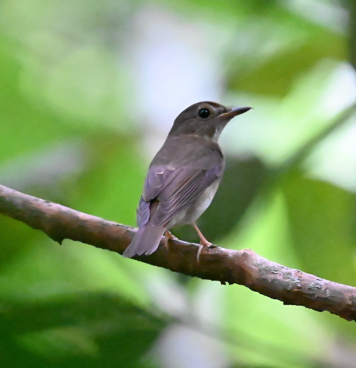 Brown-chested Jungle Flycatcher - ML644083893