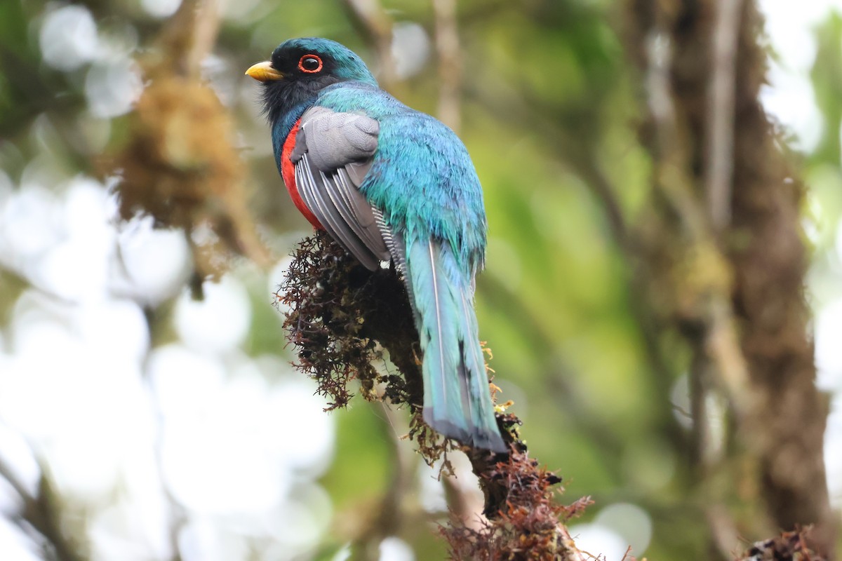 trogon škraboškový - ML644083895