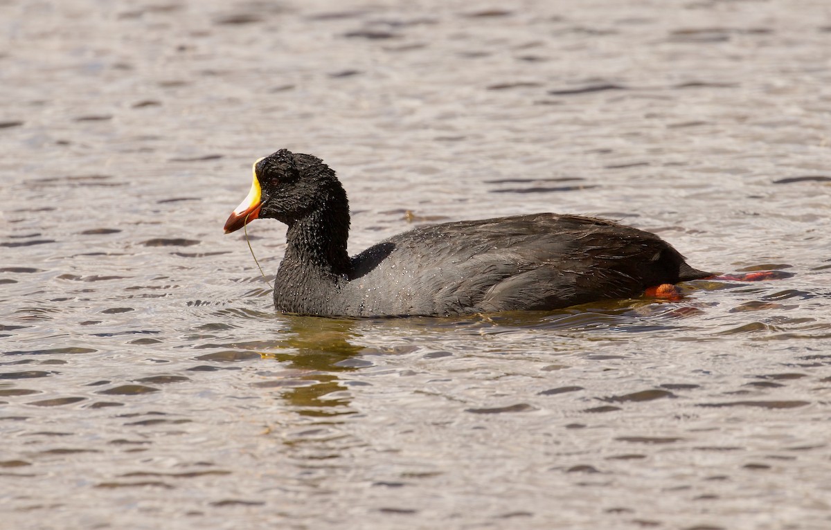 Giant Coot - ML644083898