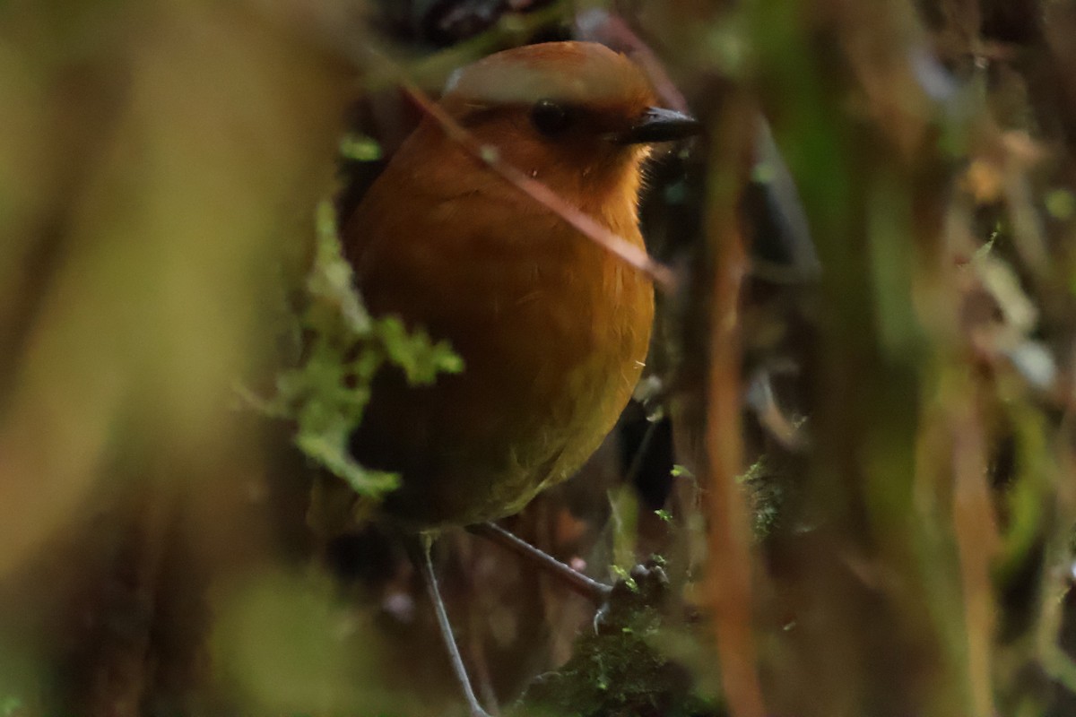 Chestnut Antpitta - ML644083902