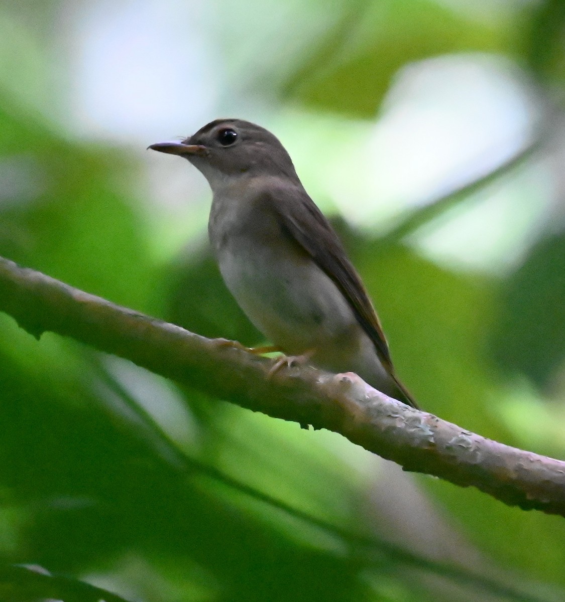 Brown-chested Jungle Flycatcher - ML644083915