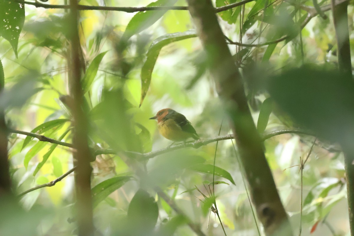 Johnson's Tody-Flycatcher - ML644083921