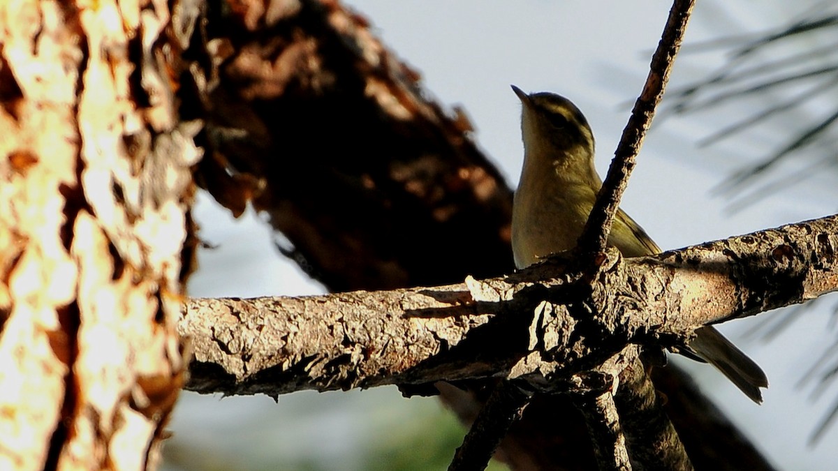 Phylloscopus sp. - ML644083923