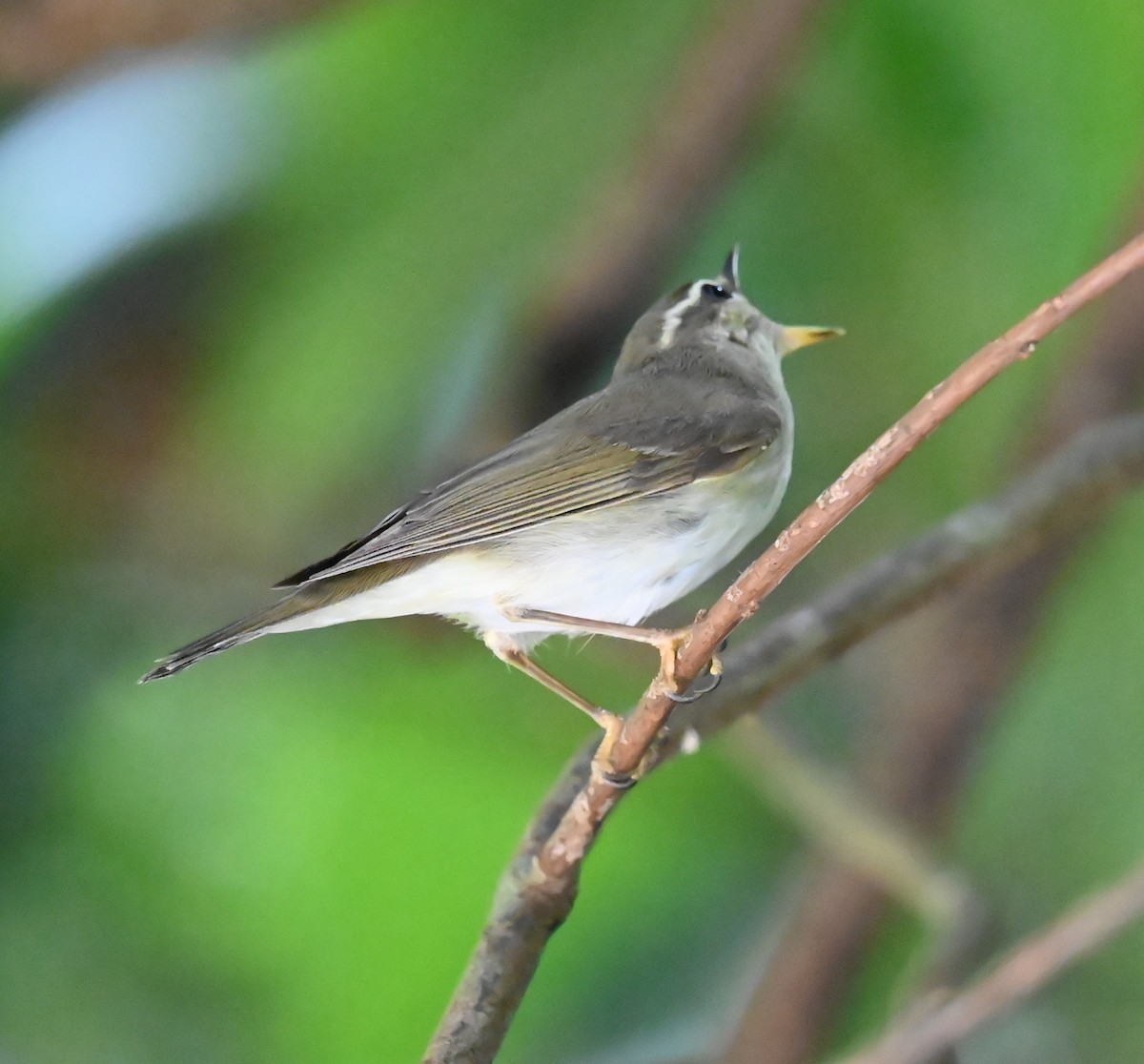 Arctic Warbler - ML644083924