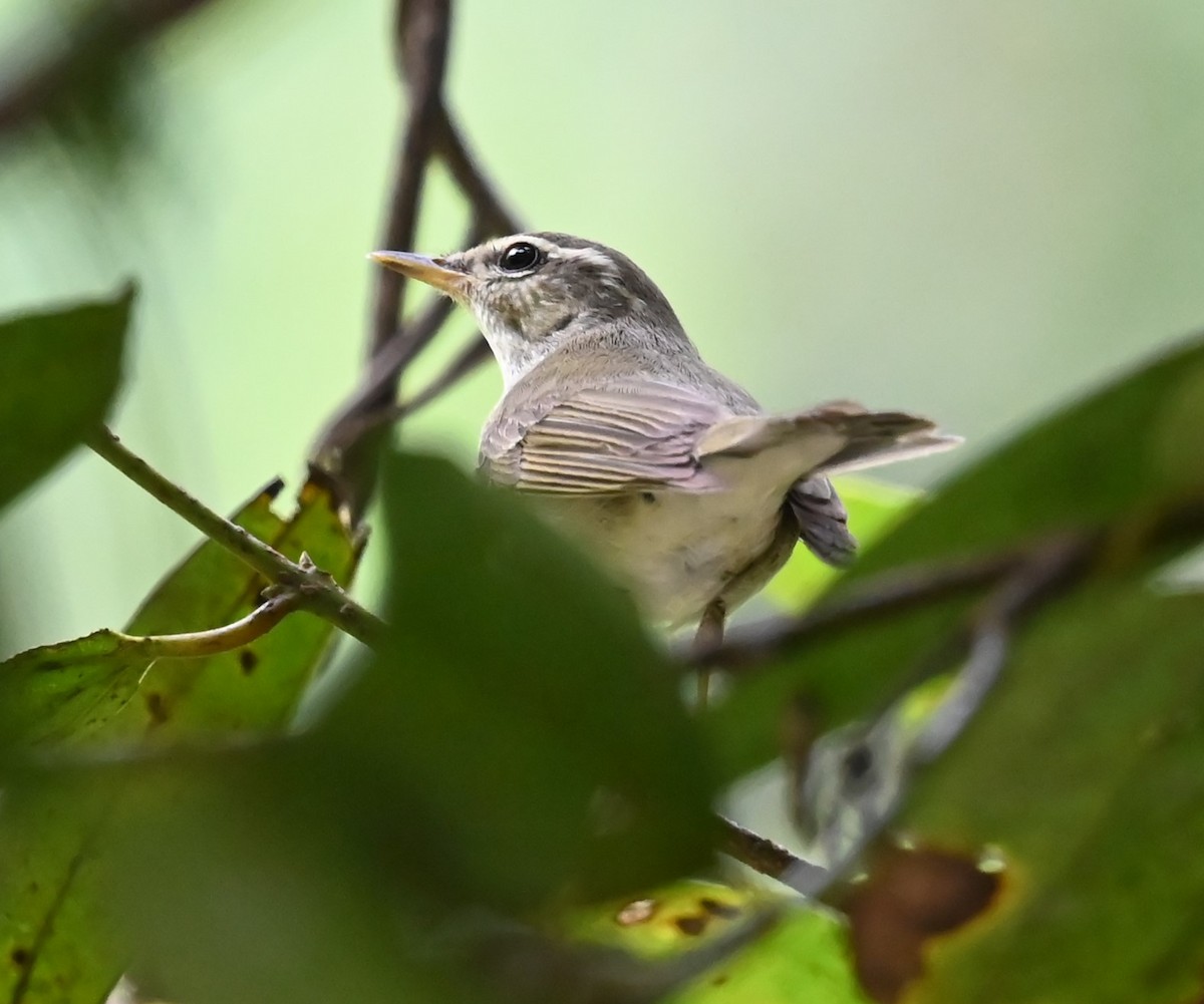 Arctic Warbler - ML644083938