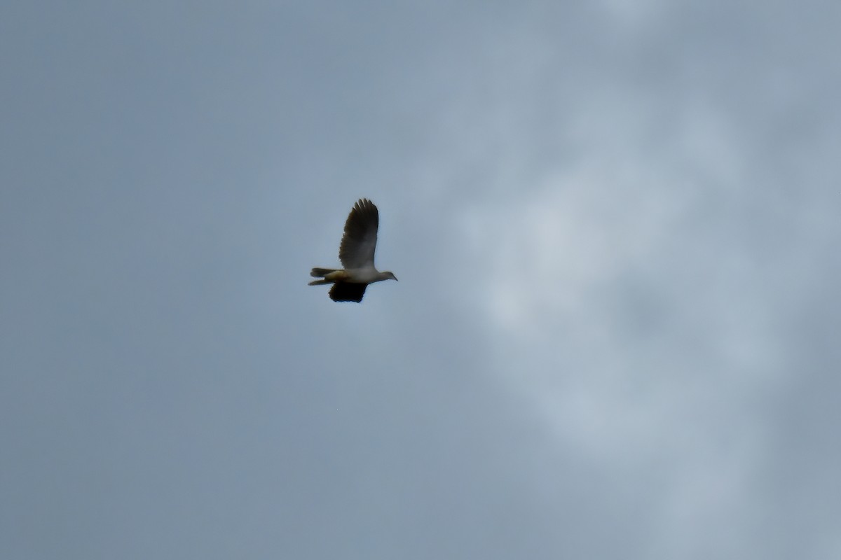 Mountain Imperial-Pigeon - ML644083963