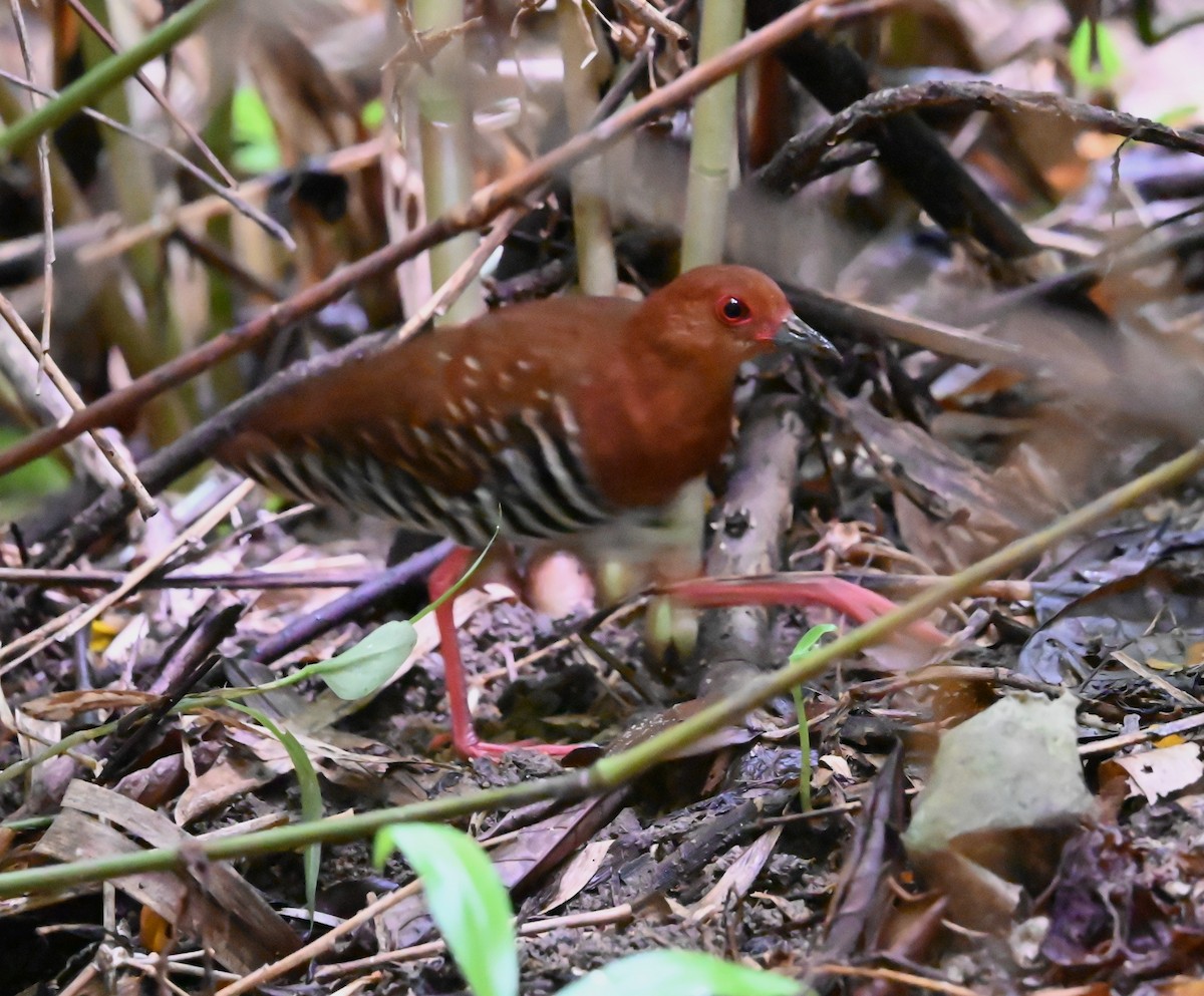 Red-legged Crake - ML644083968