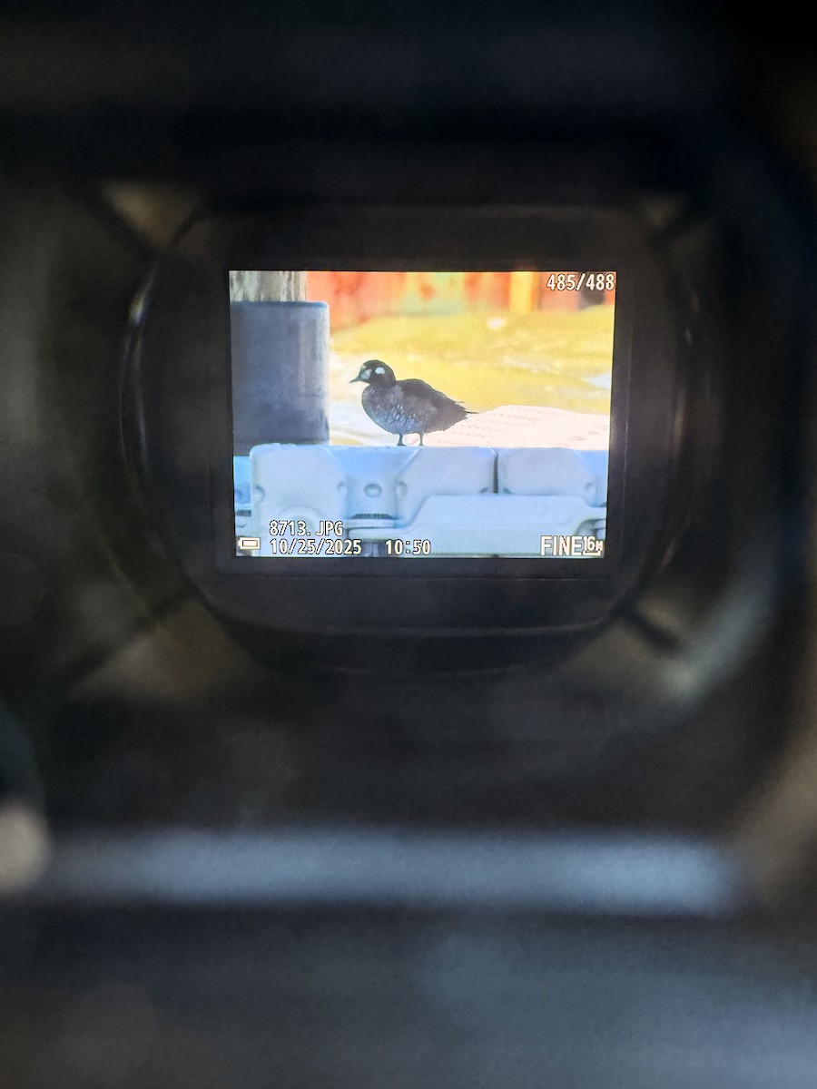 Harlequin Duck - ML644083972