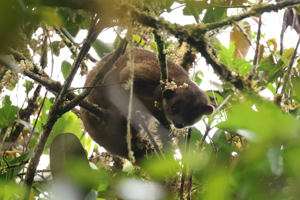 Animals - ML644083976