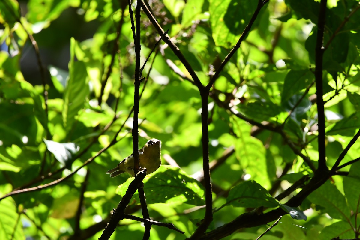 Trilling Shrike-Babbler - ML644083977