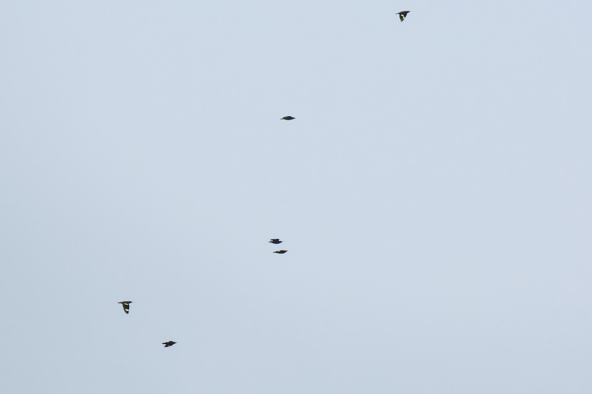 Golden-crested Myna - ML644083991