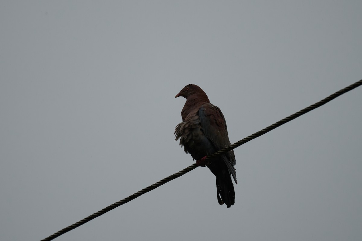 holub středoamerický - ML644084002