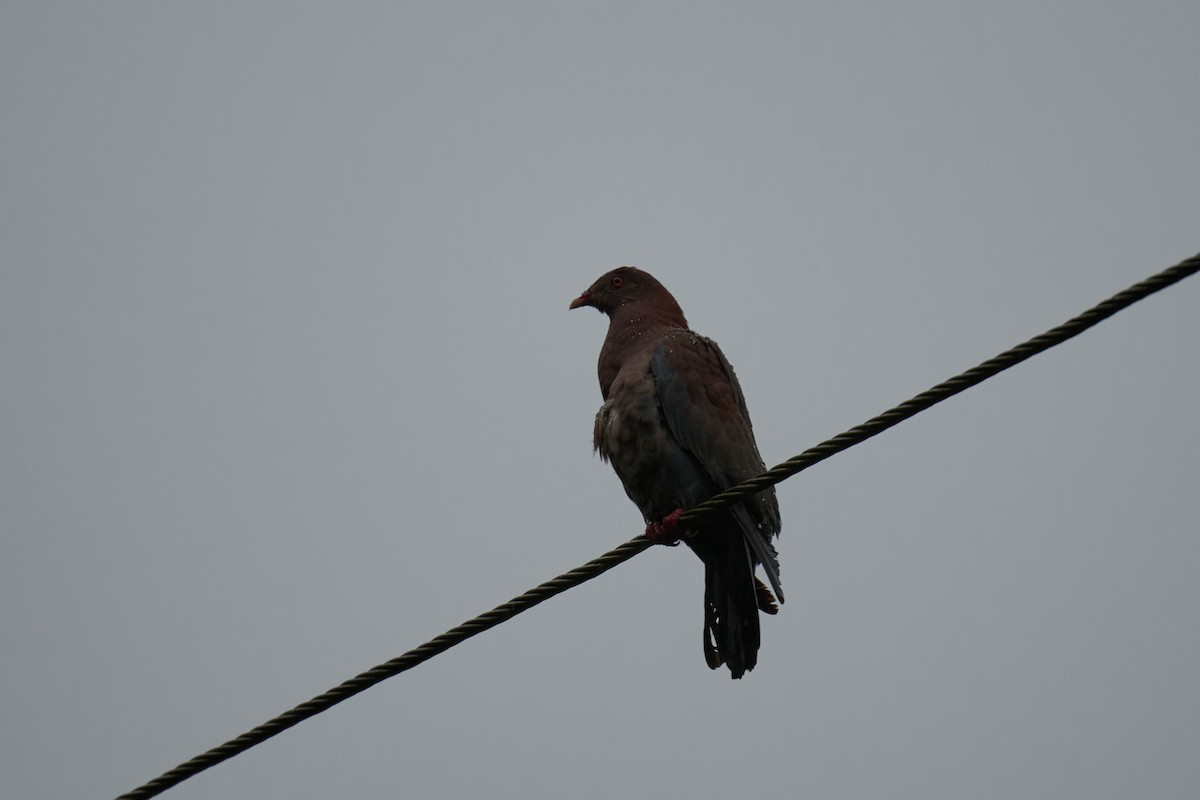 holub středoamerický - ML644084003