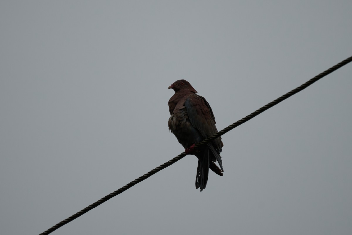 holub středoamerický - ML644084004