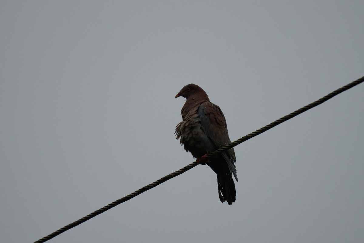 holub středoamerický - ML644084005