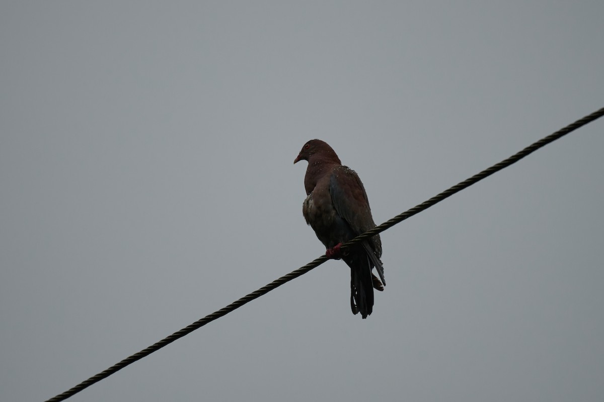 holub středoamerický - ML644084006