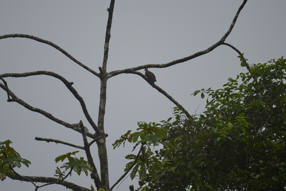 holub krátkozobý - ML644084036