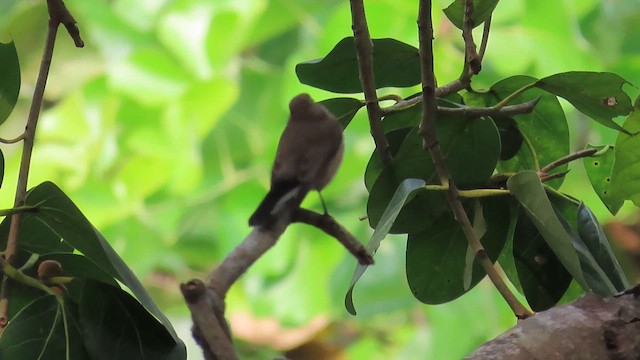 Taiga Flycatcher - ML644084039