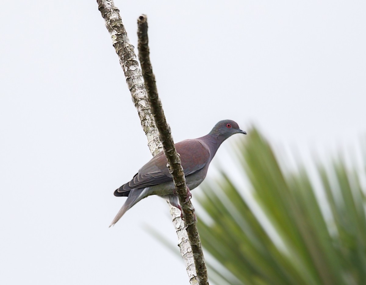 Pale-vented Pigeon - ML644084041