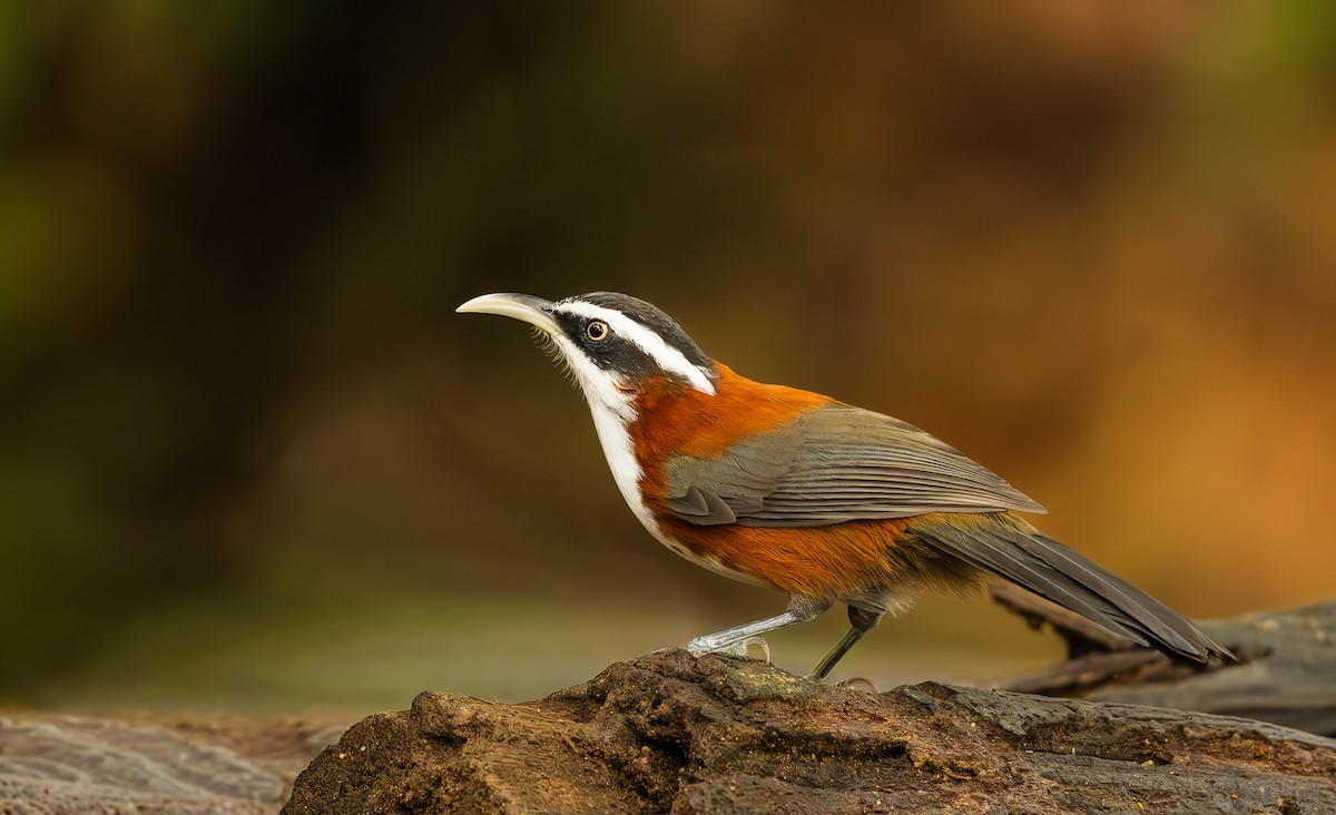 Sunda Scimitar-Babbler - ML644084042