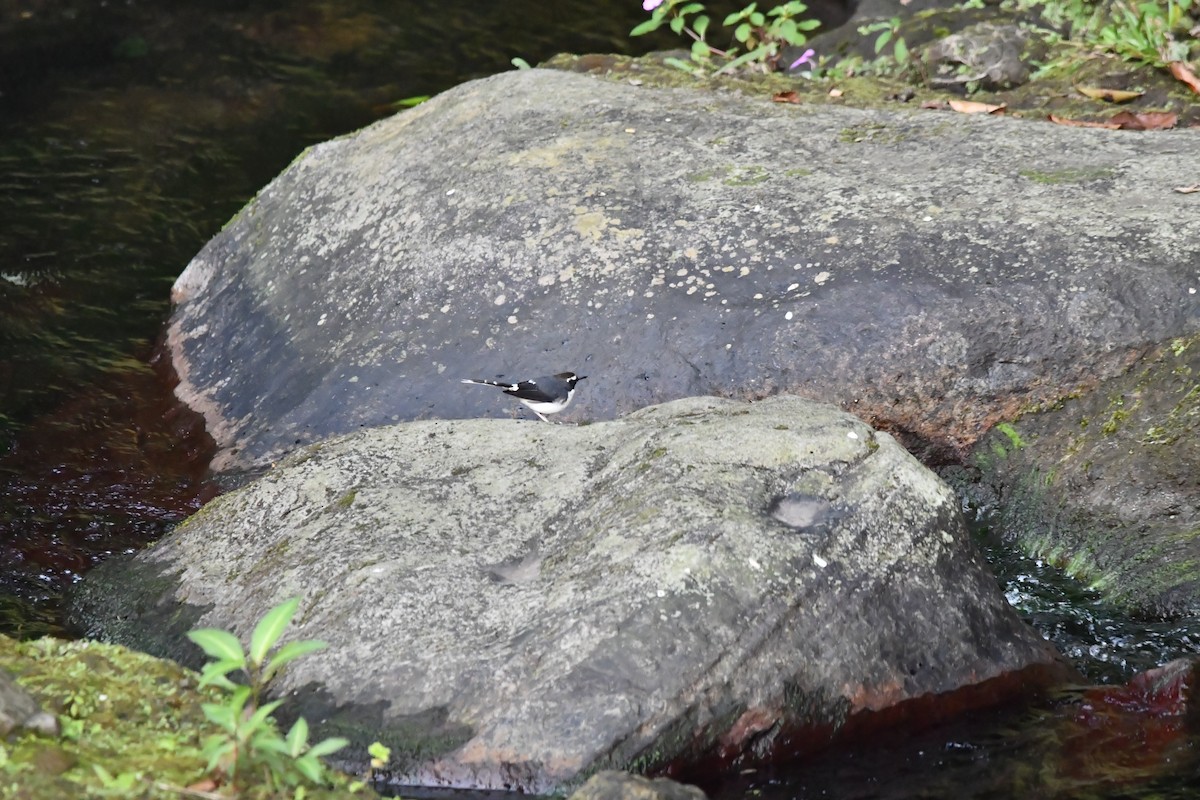 Sunda Forktail - ML644084055