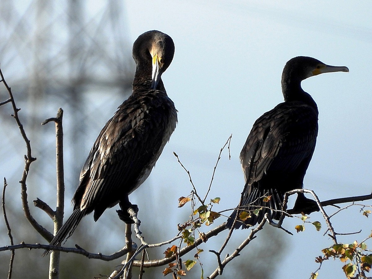 Great Cormorant - ML644084057