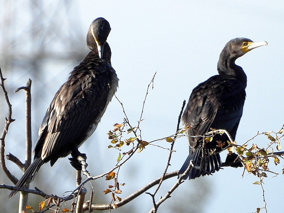 Great Cormorant - ML644084058