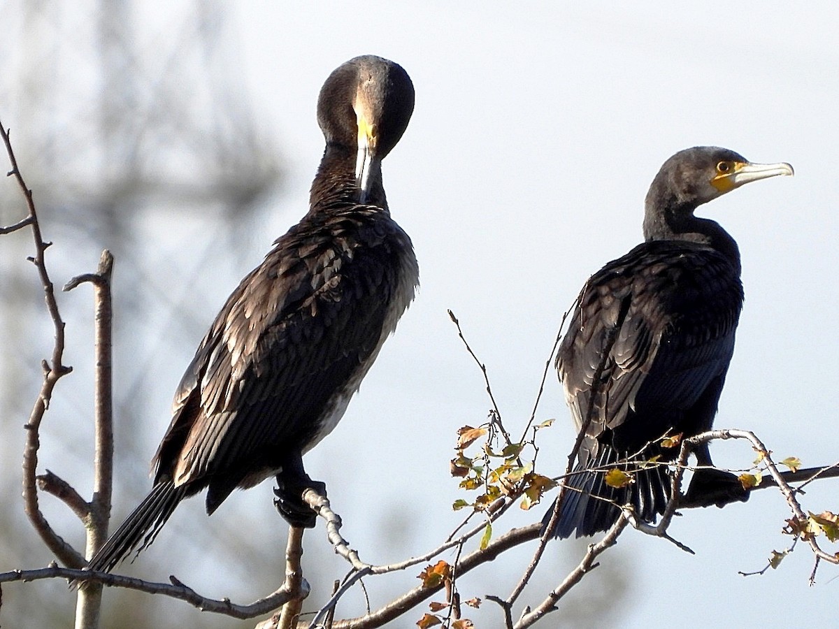 Great Cormorant - ML644084059