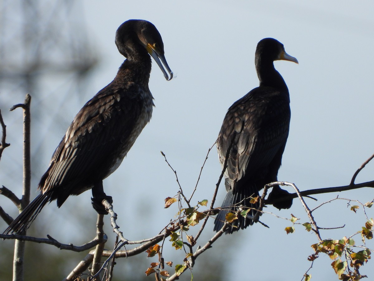 Great Cormorant - ML644084060